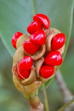 Southern Sweet Bay Swamp Magnolia (M.v. Australis) - 7 Gallon Pot (5-6') -Garden Supplies Sales 2024 Magnolia Sweet Bay 14 3