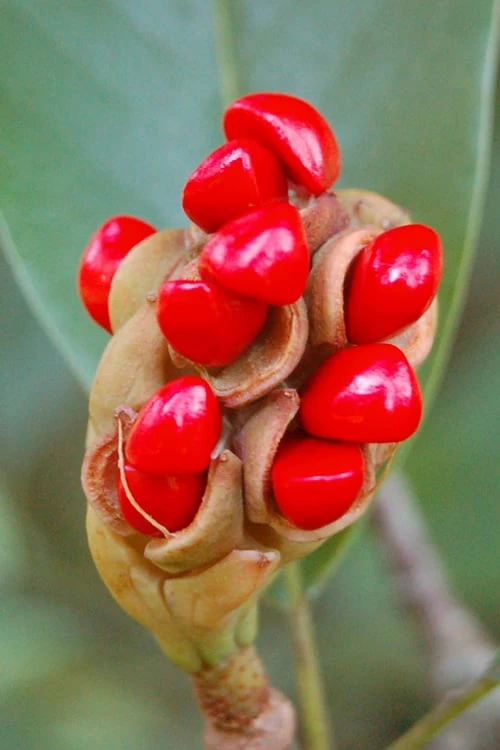 Sweetbay Magnolia - 7 Gallon Pot (4-5') Sweetbay Magnolia - 7 Gallon Pot (4-5') -Garden Supplies Sales 2024 Magnolia Sweet Bay 14 5