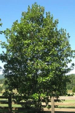 Sweetbay Magnolia (Single Trunk Tree Form) - 7 Gallon Pot (5-6') -Garden Supplies Sales 2024 Magnolia Sweet Bay 17
