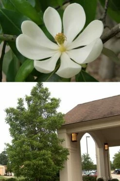 Southern Sweet Bay Swamp Magnolia (M.v. Australis) - 7 Gallon Pot (5-6') -Garden Supplies Sales 2024 Magnolia Sweetbay 2 500x750 3
