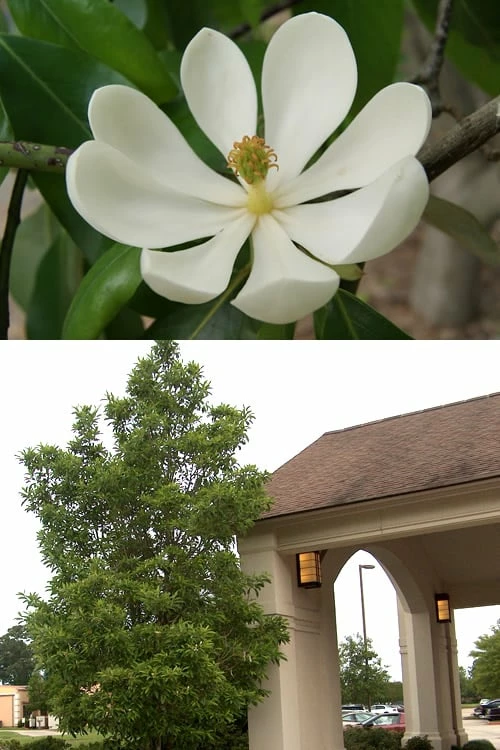 Sweetbay Magnolia - 7 Gallon Pot (4-5') Sweetbay Magnolia - 7 Gallon Pot (4-5') -Garden Supplies Sales 2024 Magnolia Sweetbay 2 500x750 5