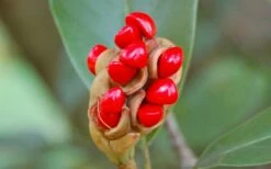 Northern Belle Sweetbay Magnolia Tree (Magnolia Virginiana) - 7 Gallon Pot (5-6') -Garden Supplies Sales 2024 Magnolia Sweetbay Berries 4