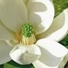 Moonglow Sweetbay Magnolia Tree (Magnolia Virginiana 'Jim Wilson') - 7 Gallon Pot (3-4') -Garden Supplies Sales 2024 Magnolia Sweetbay Moonglow 10 1