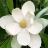 Northern Belle Sweetbay Magnolia Tree (Magnolia Virginiana) - 7 Gallon Pot (5-6')