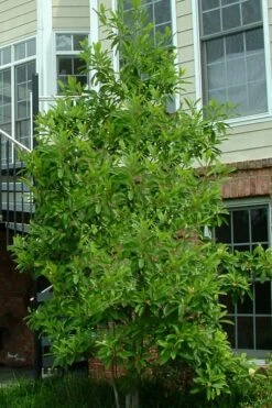 Northern Belle Sweetbay Magnolia Tree - Magnolia Virginiana - 3 Gallon Pot -Garden Supplies Sales 2024 Magnolia Sweetbay Northern Belle 2