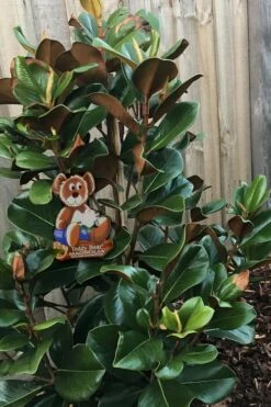 Teddy Bear Dwarf Southern Magnolia - 7 Gallon Pot (2-3') -Garden Supplies Sales 2024 Magnolia Teddy Bear 4