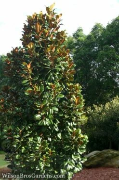 Teddy Bear Dwarf Southern Magnolia - 7 Gallon Pot (2-3') -Garden Supplies Sales 2024 Magnolia Teddy Bear 5
