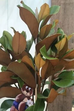Teddy Bear Dwarf Southern Magnolia - 7 Gallon Pot (2-3') -Garden Supplies Sales 2024 Magnolia Teddy Bear 6