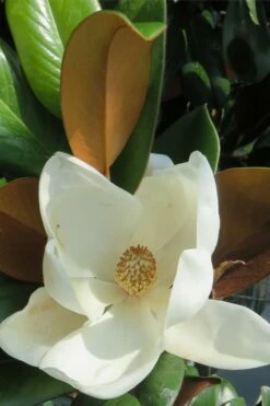 Teddy Bear Dwarf Southern Magnolia - 7 Gallon Pot (3-4') -Garden Supplies Sales 2024 Magnolia Teddy Bear 7 1