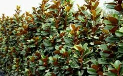 Teddy Bear Dwarf Southern Magnolia - 7 Gallon Pot (3-4') -Garden Supplies Sales 2024 Magnolia Teddy Bear 8 1