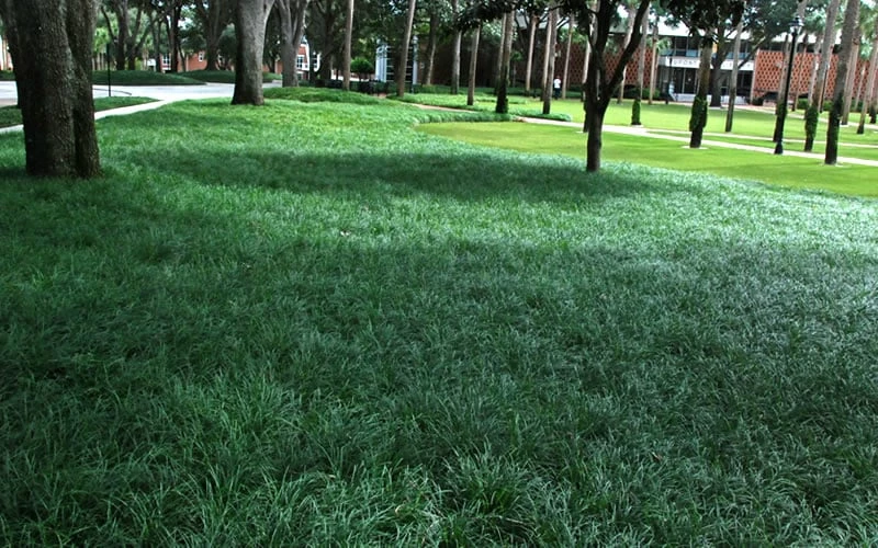 Tall Mondo Grass - 3 Pack of Pint Pots Tall Mondo Grass - 3 Pack Of Pint Pots -Garden Supplies Sales 2024 Mondo Grass 21 2