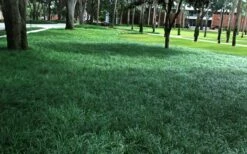 Tall Mondo Grass - 10 Count Flat Of Pint Pots -Garden Supplies Sales 2024 Mondo Grass 21 6