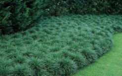 Tall Mondo Grass - 10 Count Flat Of Pint Pots -Garden Supplies Sales 2024 Mondo Grass 50