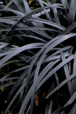 Black Mondo Grass - Ophiopogon Planiscapus 'Nigrescens' - 18 Count Flat Of Pint Pots -Garden Supplies Sales 2024 Mondo Grass Black 10 1