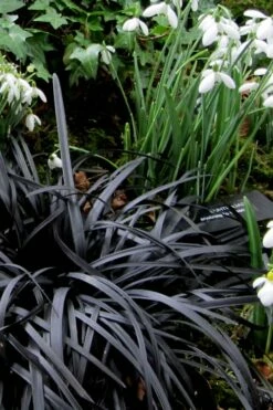 Black Mondo Grass - Ophiopogon Planiscapus 'Nigrescens' - 18 Count Flat Of Pint Pots -Garden Supplies Sales 2024 Mondo Grass Black 11 1