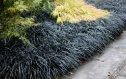 Black Mondo Grass - Ophiopogon Planiscapus 'Nigrescens' - 1 Gallon Pot -Garden Supplies Sales 2024 Mondo Grass Black 12