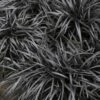 Black Mondo Grass - Ophiopogon Planiscapus 'Nigrescens' - 18 Count Flat Of Pint Pots -Garden Supplies Sales 2024 Mondo Grass Black 15 1