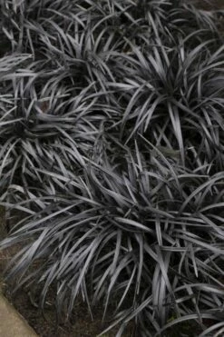 Black Mondo Grass - Ophiopogon Planiscapus 'Nigrescens' - 18 Count Flat Of Pint Pots