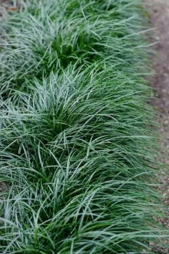 Tall Mondo Grass - 18 Count Flat Of Pint Pots -Garden Supplies Sales 2024 Mondo Grass Black 23