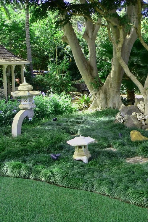 Tall Mondo Grass - 3 Pack of Pint Pots Tall Mondo Grass - 3 Pack Of Pint Pots -Garden Supplies Sales 2024 Mondo Grass Black 25 2