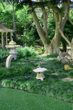 Tall Mondo Grass - 6 Pack Of Pint Pots -Garden Supplies Sales 2024 Mondo Grass Black 25 5