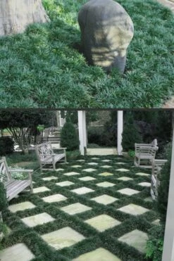 Dwarf Mondo Grass - 32 Pack Of 2.5" Pots -Garden Supplies Sales 2024 Mondo Grass Dwarf Rev 500x750 2