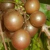 Carlos Bronze Muscadine Grape Vine - 6 Pack Of 1 Gallon Pots -Garden Supplies Sales 2024 Muscadine Carlos 1 1
