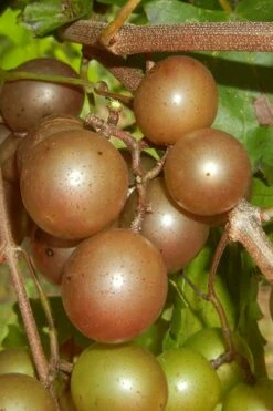 Carlos Bronze Muscadine Grape Vine - 6 Pack Of 1 Gallon Pots