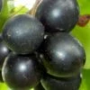 Cowart Black Muscadine Grape Vine - 6 Pack Of 1 Gallon Pots 2 Cowart Black Muscadine Grape Vine - 6 Pack Of 1 Gallon Pots -Garden Supplies Sales 2024 Muscadine Cowart 1 1