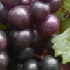 Creek Black Muscadine Grape Vine - 1 Gallon Pot -Garden Supplies Sales 2024 Muscadine Creek 1