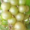 Doreen Bronze Muscadine Grape Vine (Self Fertile) - 1 Gallon Pot 1 Doreen Bronze Muscadine Grape Vine (Self Fertile) - 1 Gallon Pot -Garden Supplies Sales 2024 Muscadine Doreen 1