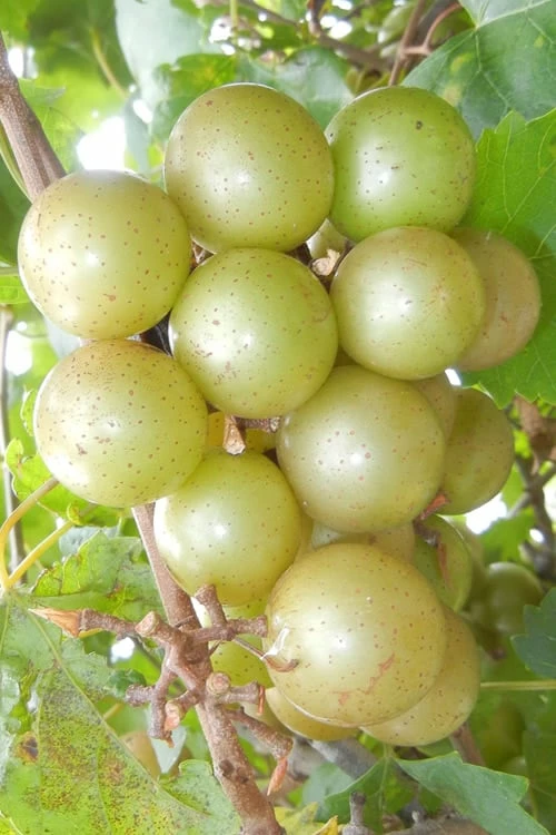 Doreen Bronze Muscadine Grape Vine (Self Fertile) - 1 Gallon Pot Doreen Bronze Muscadine Grape Vine (Self Fertile) - 1 Gallon Pot -Garden Supplies Sales 2024 Muscadine Doreen 1