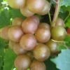 Fry Bronze Muscadine Grape Vine - 1 Gallon Pot -Garden Supplies Sales 2024 Muscadine Fry 1
