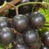 Lane Muscadine Grape Vine (Self Fertile) - 1 Gallon Pot -Garden Supplies Sales 2024 Muscadine Lane 500x750 1