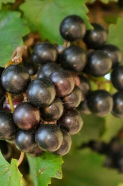 Noble Muscadine Grape Vine (Self Fertile) - 1 Gallon Pot