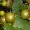 Summit Muscadine - 1 Gallon Pot -Garden Supplies Sales 2024 Muscadine Summit 500x750 1