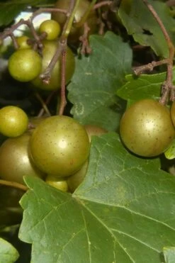 Summit Muscadine - 1 Gallon Pot