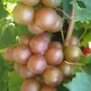 Triumph Muscadine Grape Vine - 2 Gallon Pot -Garden Supplies Sales 2024 Muscadine Triumph 1 1