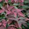 Flirt Dwarf Nandina - 6 Pack Of 1 Gallon Pots -Garden Supplies Sales 2024 Nandina Flirt 10