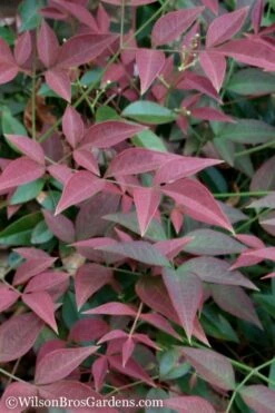 Flirt Dwarf Nandina - 6 Pack Of 1 Gallon Pots