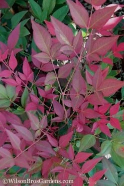 Flirt Dwarf Nandina - 2 Gallon Pot -Garden Supplies Sales 2024 Nandina Flirt 11 1