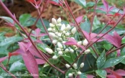 Flirt Dwarf Nandina - 2 Gallon Pot -Garden Supplies Sales 2024 Nandina Flirt 12 1