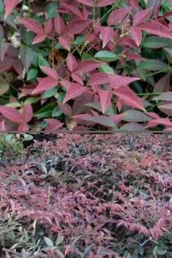 Flirt Dwarf Nandina - 2 Gallon Pot -Garden Supplies Sales 2024 Nandina Flirt 500x750 2
