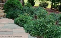 Harbor Belle Dwarf Nandina - 1 Gallon Pot -Garden Supplies Sales 2024 Nandina Harbor Belle 11