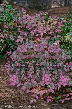 Harbor Belle Dwarf Nandina - 1 Gallon Pot