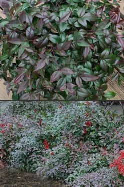 Harbor Belle Dwarf Nandina - 1 Gallon Pot -Garden Supplies Sales 2024 Nandina Harbor Belle 500x750 1