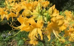 Admiral Semmes Native Azalea - Rhododendron - 1 Gallon Pot -Garden Supplies Sales 2024 Native Azalea Admiral Semmes 10