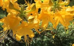 Admiral Semmes Native Azalea - Rhododendron - 1 Gallon Pot -Garden Supplies Sales 2024 Native Azalea Admiral Semmes 12