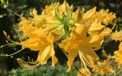 Admiral Semmes Native Azalea - Rhododendron - 1 Gallon Pot -Garden Supplies Sales 2024 Native Azalea Admiral Semmes 13