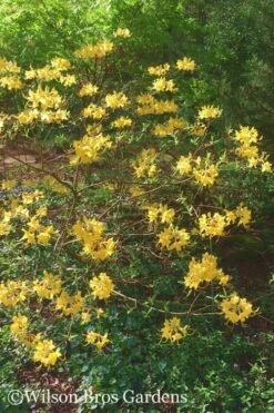 Admiral Semmes Native Azalea - Rhododendron - 1 Gallon Pot -Garden Supplies Sales 2024 Native Azalea Admiral Semmes 22 500x750 1